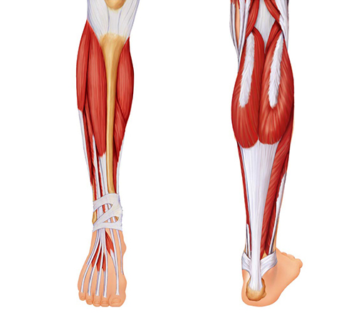 آناتومی عضلات ساق پا