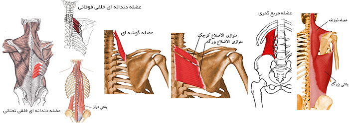 آناتومی عضلات پشت - عضلات خلفی تنه