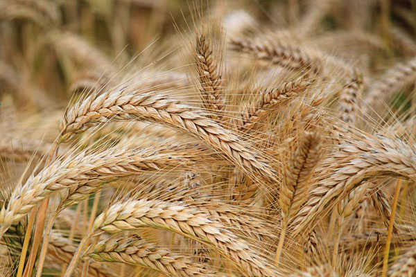 گندم دوروم چیست و چه تفاوتی با گندم معمولی دارد؟