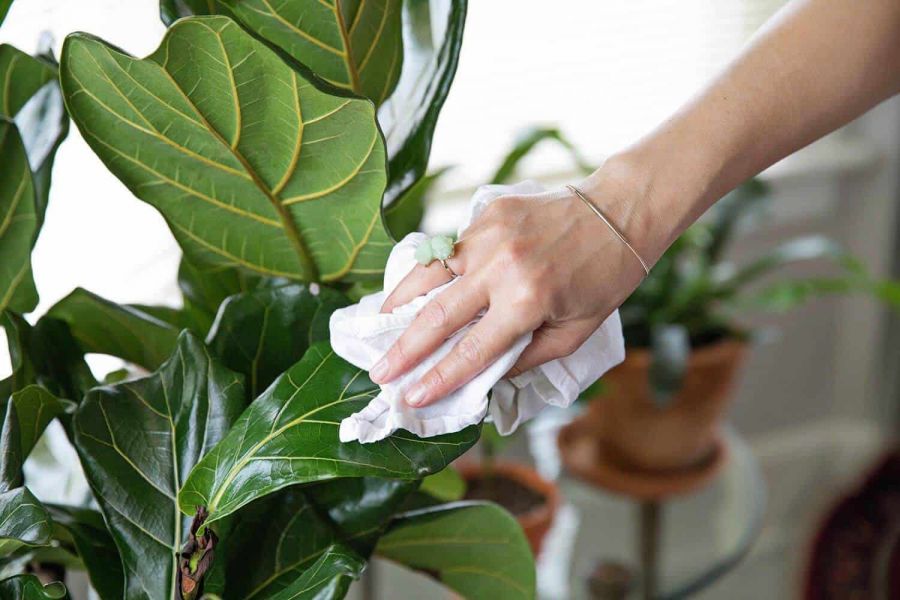 بهترین روش براق کردن گیاهان آپارتمانی