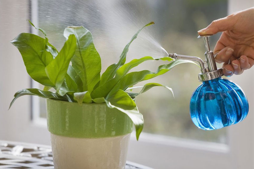 بهترین روش آبیاری گیاهان آپارتمانی