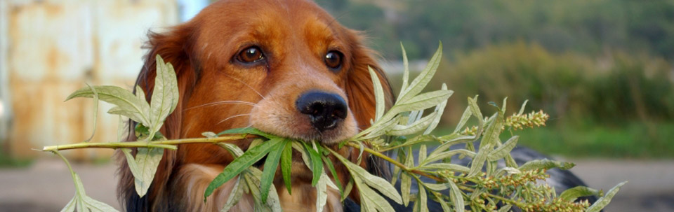 گیاهان مضر برای حیوانات خانگی کدام اند ؟