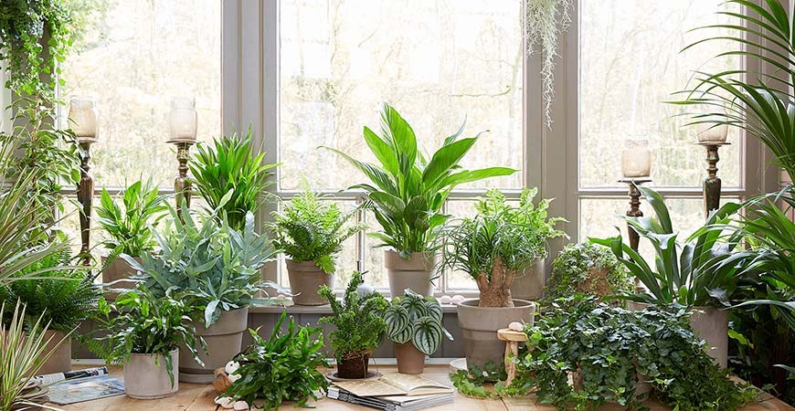 گیاهان آپارتمانی با رشد سریع ، چشم به هم بزنی بزرگ شده!