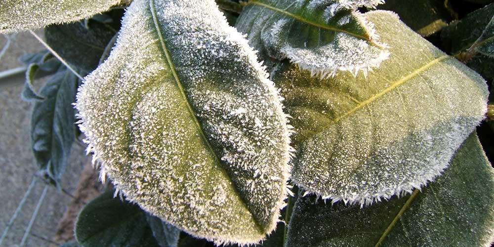 درمان یخ زدگی گیاهان چیست ؟