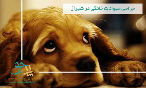 جراحی حیوانات خانگی شیراز | بهترین جراح حیوانات در شیراز