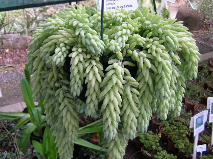 سدوم مورگانیانوم ، از این گیاه زیبا چه می دانید؟!