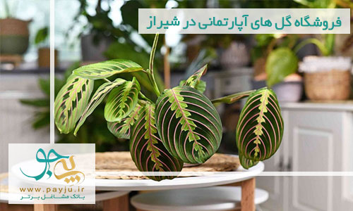 فروشگاه های گل و گیاه آپارتمانی در شیراز