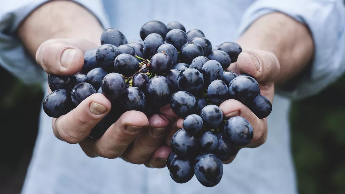 20 فایده اصلی انگور برای سلامتی و زیبایی