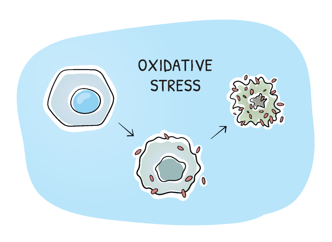 درک رادیکال های آزاد و استرس اکسیداتیو