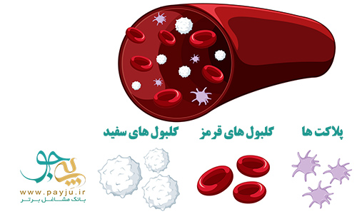 گلبول سفید گلبول قرمز و پلاکت در خون و آزمایش CBC