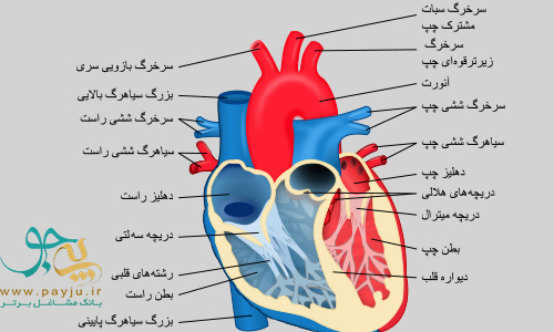 تصویرسازی قلب و عروق انسان همراه با دریچه ها دهلیز و بطن چپ و راست