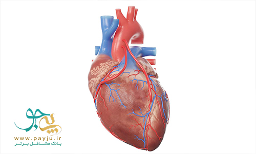 عکس مدل طبیعی قلب و عروق انسان