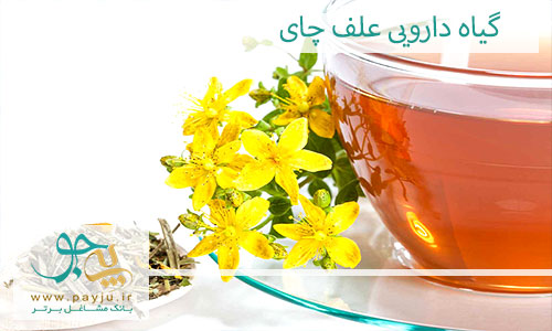 گیاه دارویی علف چای چیست و چه خواصی دارد؟