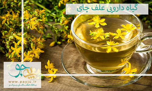 گیاه دارویی علف چای چیست و چه خواصی دارد؟
