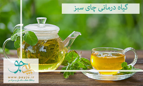 گیاه درمانی چای سبز : طب سنتی در فنجان