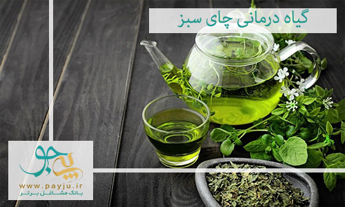 گیاه درمانی چای سبز : طب سنتی در فنجان