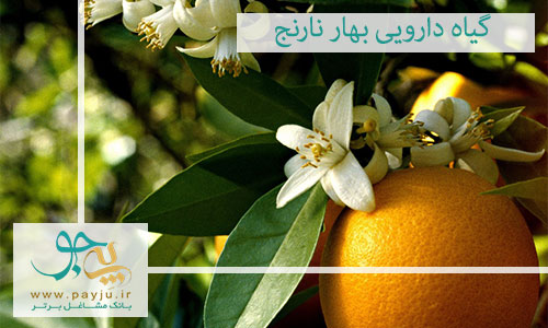 هر آنچه نیاز هست در خصوص گیاه دارویی بهار نارنج بدانید!