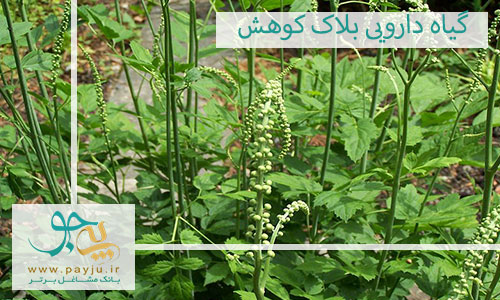 معرفی و فواید گیاه بلاک کوهش در طب سنتی