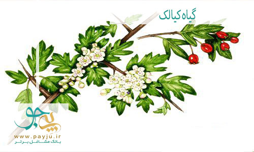 گیاه کیالک در طب سنتی ایرانی : مشخصات ظاهری، خواص و مضرات