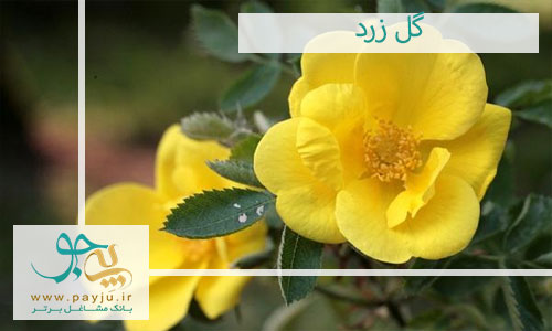 خواص شگفت انگیز گل زرد برای سلامتی | پی جو