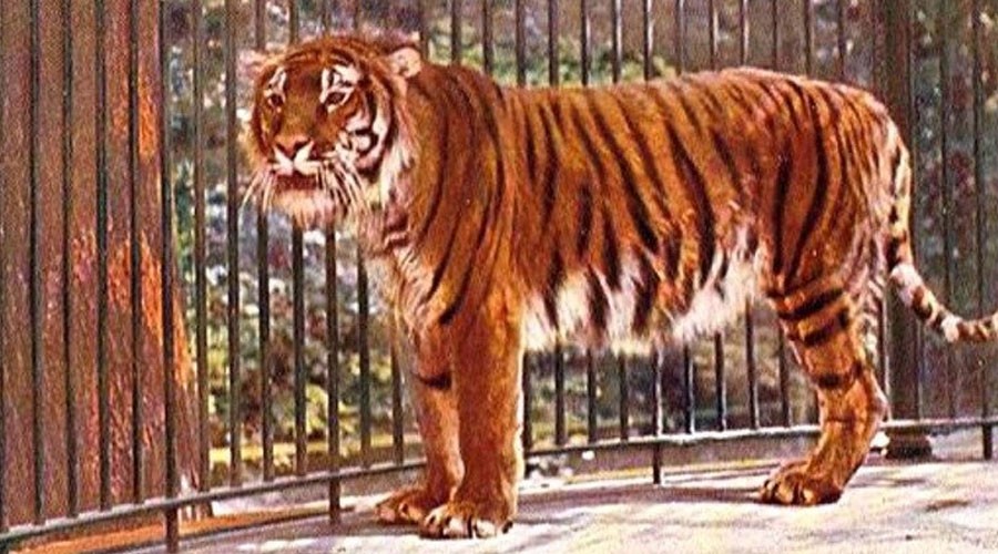 ببر مازندران - گربه‌ سانان ایرانی، 10 گونه گربه ایران از بزرگترین تا کوچکترین + تصاویر