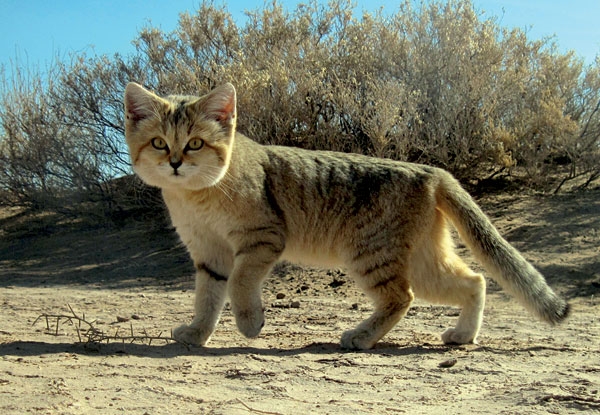 گربه شنی ایرانی - گربه‌ سانان ایرانی، 10 گونه گربه ایران از بزرگترین تا کوچکترین + تصاویر