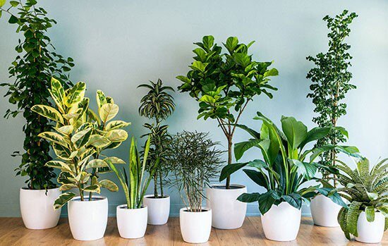 5 گیاه خانگی آرامش بخش خانه